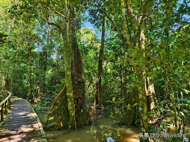 马来西亚(32)砂拉越州⑥世界遗产尼亚洞窟探险