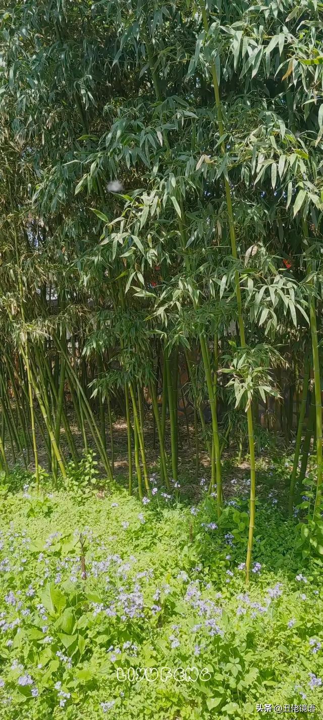 自拍影集（30）紫竹院公园风景绿水轻舟·上