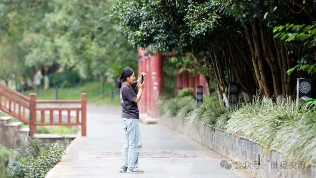 国庆假期桂北这个县的桂花树应时盛放 金粟满枝香溢全城