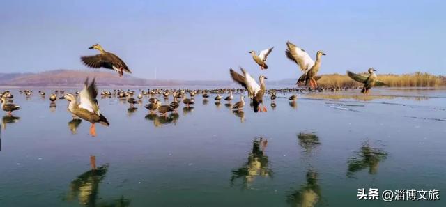 淄博版“疯狂动物城”来了！网红萌宠已就位，快来当一日“荣誉市民”→