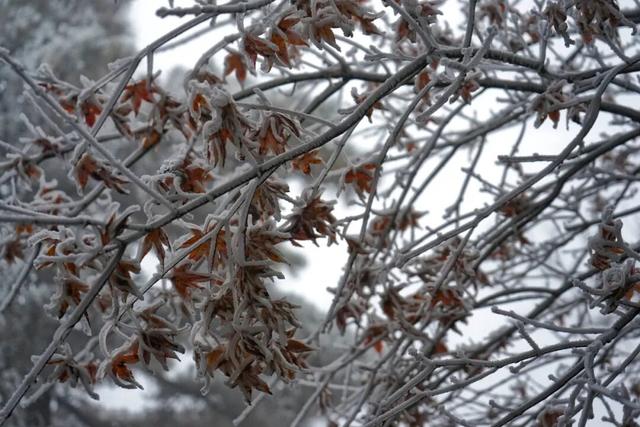 黄山首场雾凇已上线！冬日限定皮肤等你来看！| 皖美冬日 | 第十五届安徽国际文化旅游节