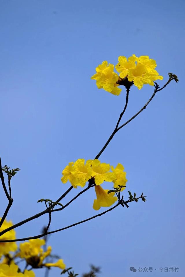 绵竹这里太美了！适合遛娃、运动、拍照，还有风铃木花海......