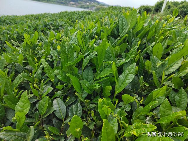 采一篮茶叶，炒一锅清茶，品一品茶香