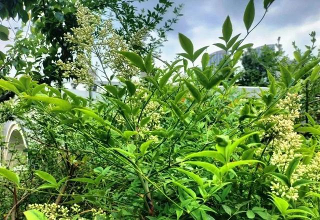 “别被它骗了”：这种“竹子”其实全株有毒，却被种满了公园