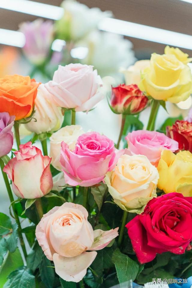 满屏治愈！这个冬日，你一定要去趟斗南花市，邂逅一场流动的彩色盛宴~