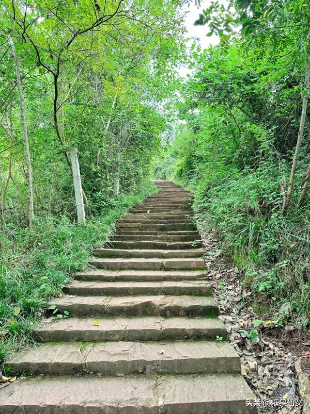 免费推荐!成都0.5h秋日免费打野攻略!摘柿子/板栗/八月瓜/野梨