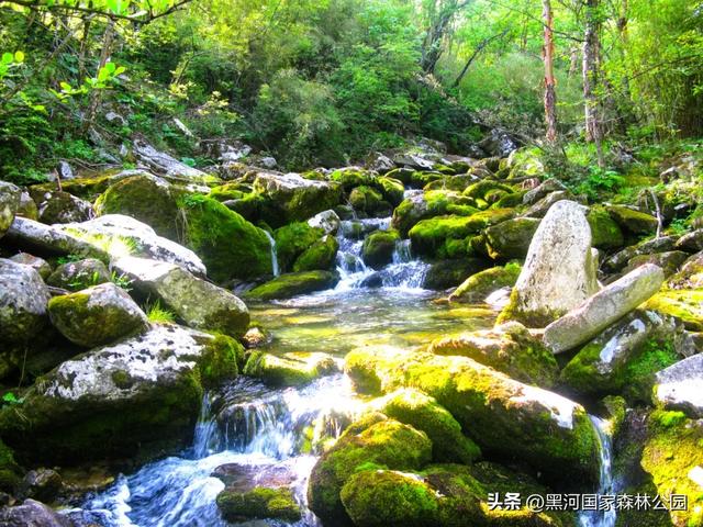 别卷了！躲进黑河的“绿野仙踪”，把秋天装进后备箱！