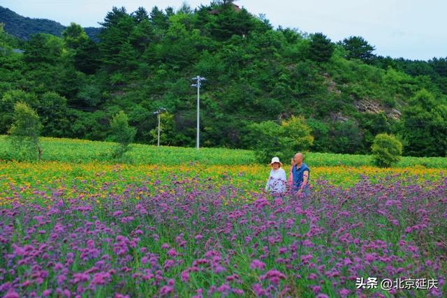 延庆“莫奈花园”！包出片——