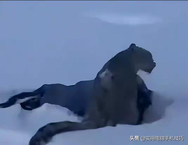 雪豹咬人内幕曝出！村支书还原真相	，央视发文怒批，当事人被打脸