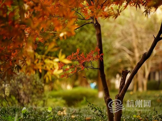 “深秋多巴胺”上新！ 在家门口遛弯就能邂逅莫奈限定版河道美景