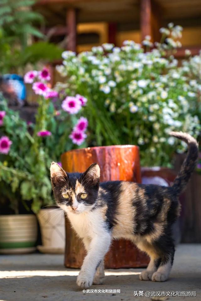 直冲20°C！武汉赏秋天花板，上新3个玩法