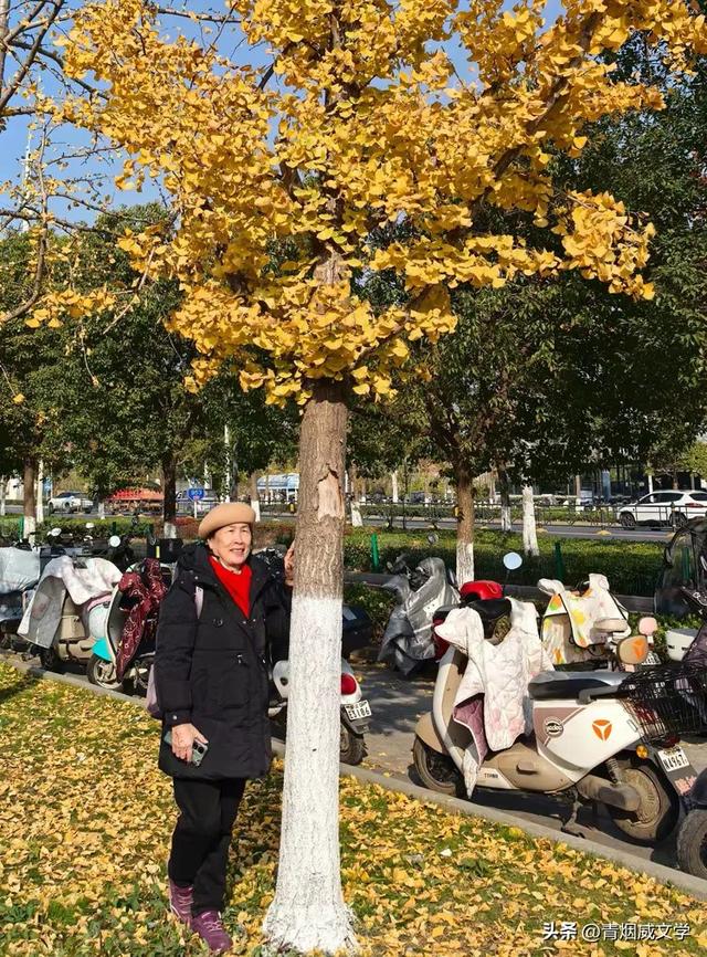 盘龙悠远银杏黄 水中学友情谊长