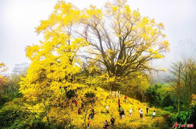 图片新闻︱南川彩韵：半山熔金半山翠，一树千年一树春