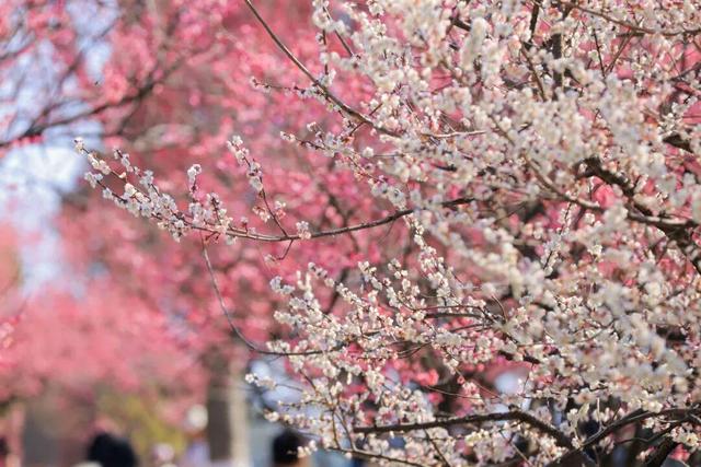“宋梅有约·幸运编码” 第十八届杭州超山梅花季正式启幕！