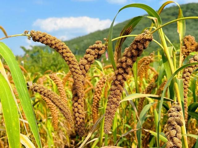 秋日来山旺，一起邂逅地质奇观与田园诗话！