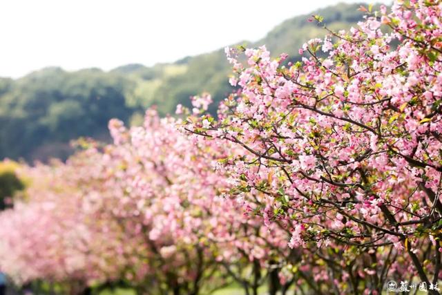108 处点位！苏州海棠赏花地图出炉