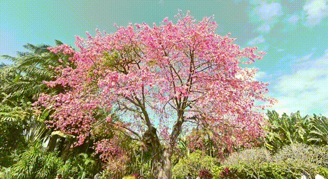 深活指南｜免费！深圳这些赏花点美成漫画，不允许有人不知道！