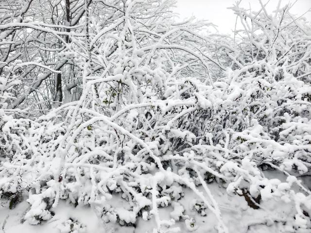 2025龙头山今冬第一场雪已至!快出发来赏雪~