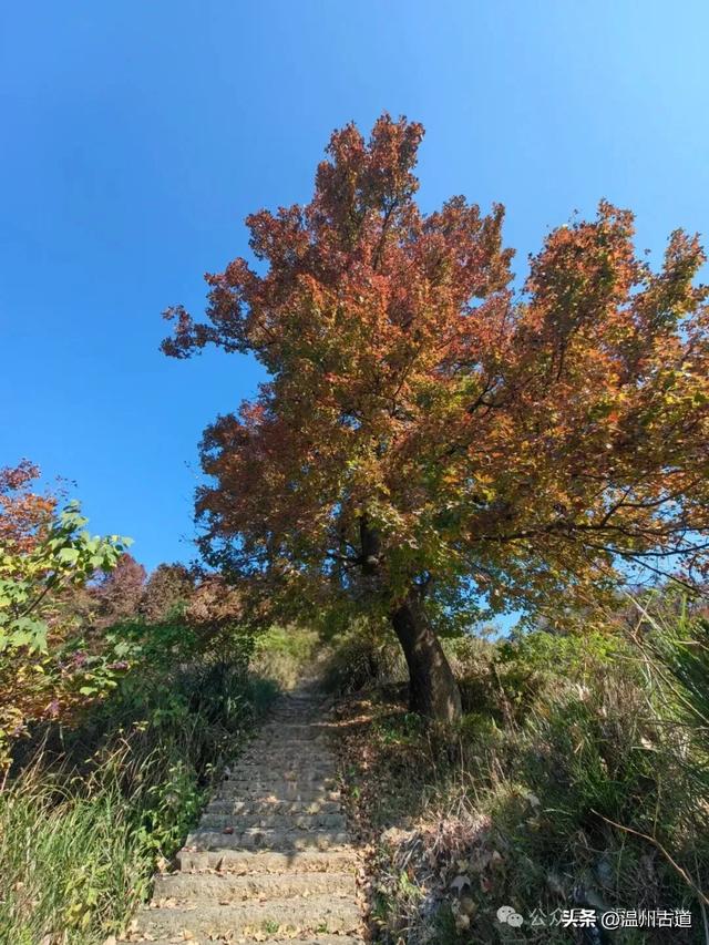 温州这两条知名红枫古道已经红啦!周末是最佳观赏期,不要错过!