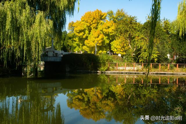 石家庄植物园的网红树，秋日里的鎏金童话