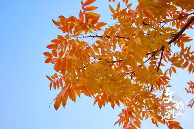 当秋风吻过乳山：一场关于色彩与治愈的漫步指南