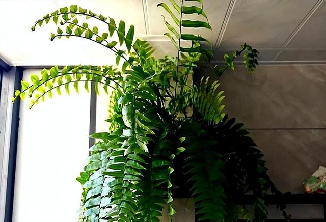 “阴花不能进阳宅”。家里若有这5种花，请赶紧“搬出去”！