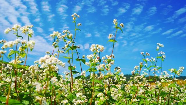 从千年禅钟到荞麦“雪”海，跟着韶关这条治愈秋季美景线路游，超出片！