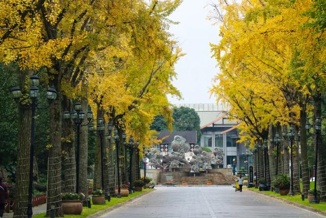好看!好拍!郫都银杏打卡攻略→