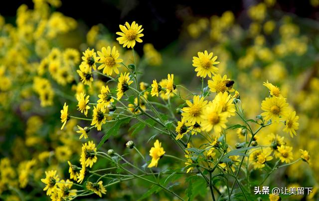 贵州贵阳乌当区百宜镇拐吉村的银杏树叶梯次金黄