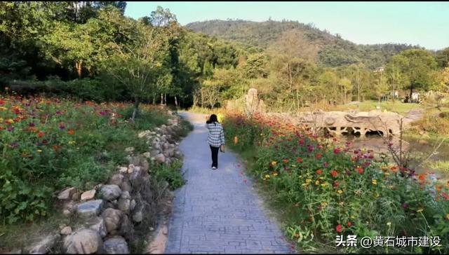 秋日遛娃天花板！黄石这里的百日菊花海美翻了