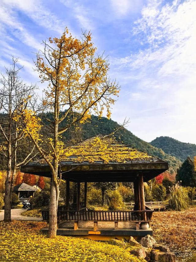 银杏拍照指南！10个出片宝藏地+3个手工教程，手把手教你出片！