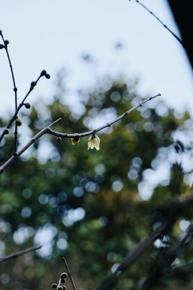 真香！张家港“梅”好将至