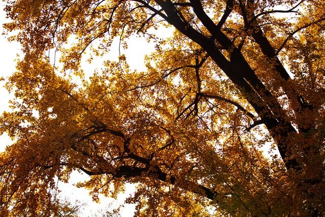 藏不住了！赣州这5处银杏秘境，惊艳了整个赣南秋天