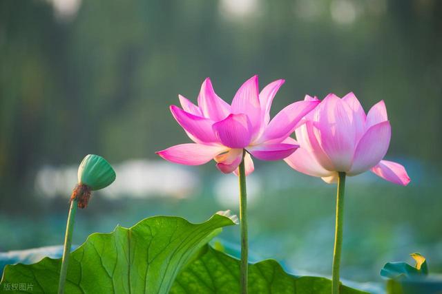 十大描写 “荷花 / 莲花” 的清雅诗句：一茎孤影，藏尽千年风骨