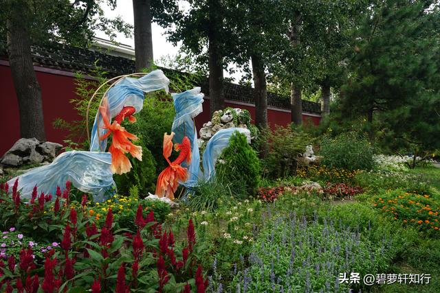 初秋北海公园，赏万佛楼硫华菊花海，和“纯真兔兔”一起荡起双桨