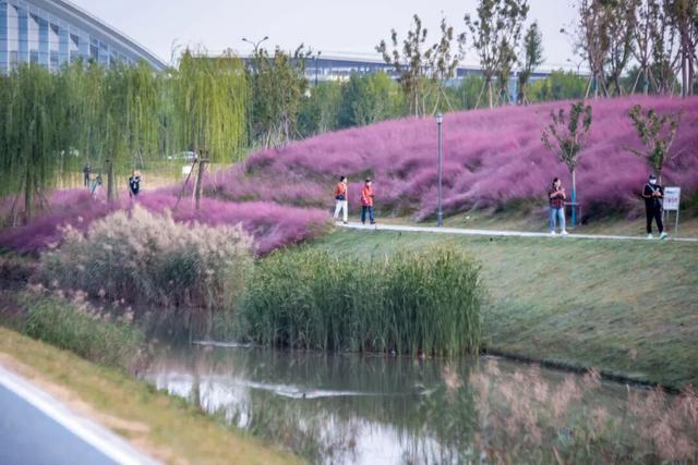 拿捏秋日氛围感？济南这些免费花海，教你轻松圈“粉”！