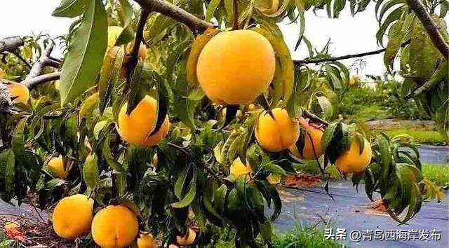 鲜 果 上 市 ！