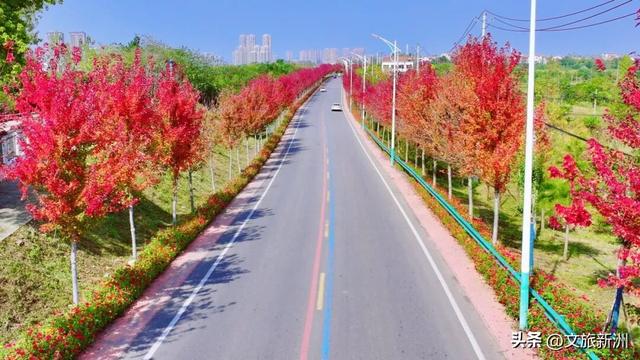 红枫公路、孤独的树......新洲这波秋日「隐藏款」，你知道几个？