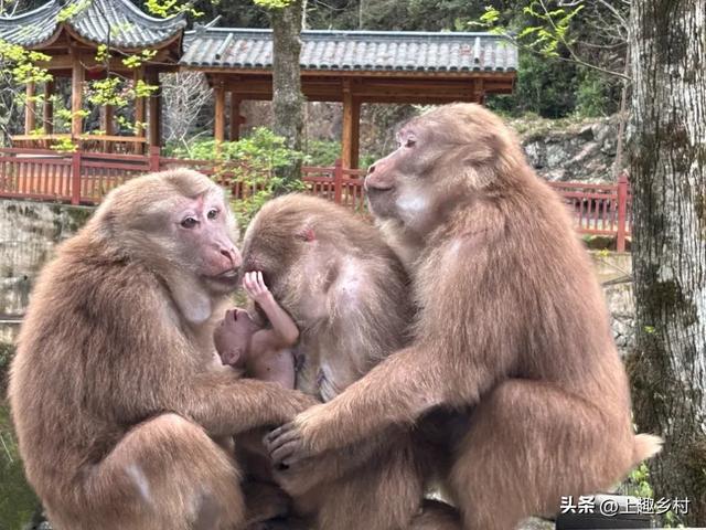 五一“逃跑”计划:去乡村,见天地!