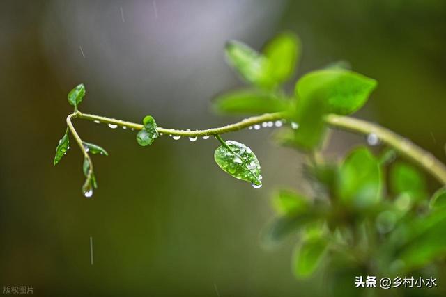 今日“处暑”，老人说最怕“处暑一日雨”，处暑下雨啥预兆？