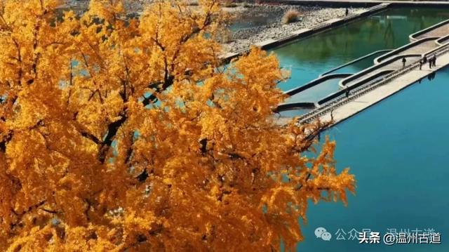 鎏金满村！温州424岁银杏王，把初冬美成了宋韵诗卷！