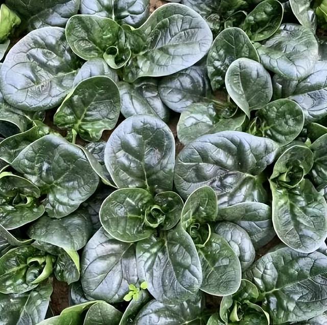 8种寒露过后适合种植的瓜果蔬菜，盆栽、地栽都能种，种有几种？