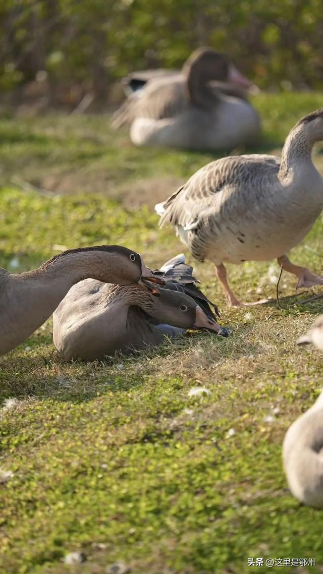 鄂州园博园开园刷屏，快来打卡！