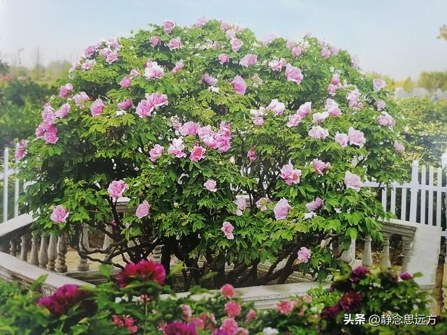 河南人去了菏泽和临沂，直言不讳：菏泽人和临沂人气质截然不同！