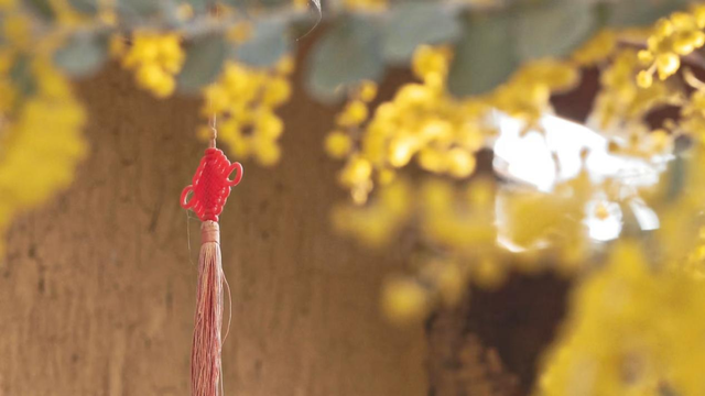 快看→西昌的满树金黄云！