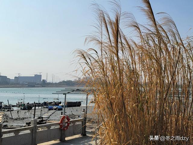 悠游泉州⑧:蟳埔民俗文化村、蟳埔码头（2025.2.8）