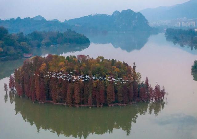 万鸟归巢的胜景，在肇庆也能看到！