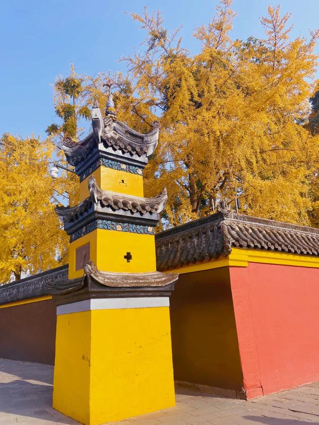 快去！成都金秋赏桂NO.1，地铁3号线直达，错过等一年！