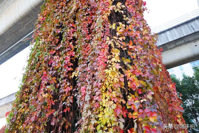 邂逅初冬美景，上海地铁11号线安亭段桥墩爬山虎红了