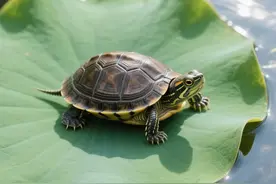 养龟不踩坑！老祖宗传了3000年的龟生指南，学会能养到「传三代」图片